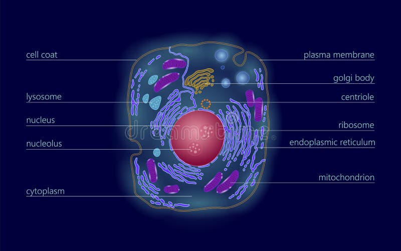 Animal Human Cell Structure Educational Science Microscope 3d Eukaryotic Nucleus Organelle Medicine Technology Analysis Stock Vector Illustration Of Mitochondria Cytoplasm 109673633