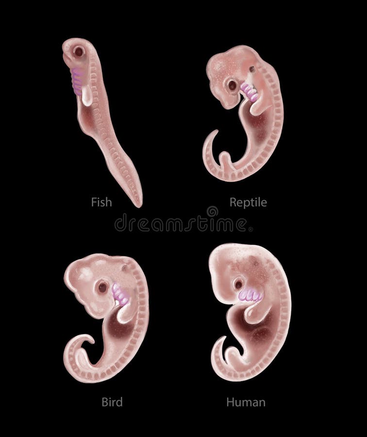 Animal and human embryo stock illustration. Illustration of embryology - 48928937 Animal and human embryo stock illustration. Illustration of embryology - 48928937
