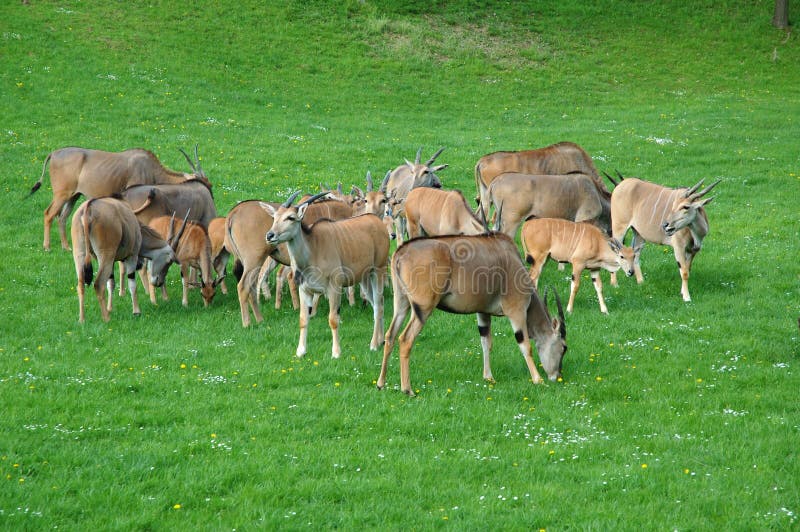 Animal husbandry stock photo. Image of born, field, lacteal 5073842