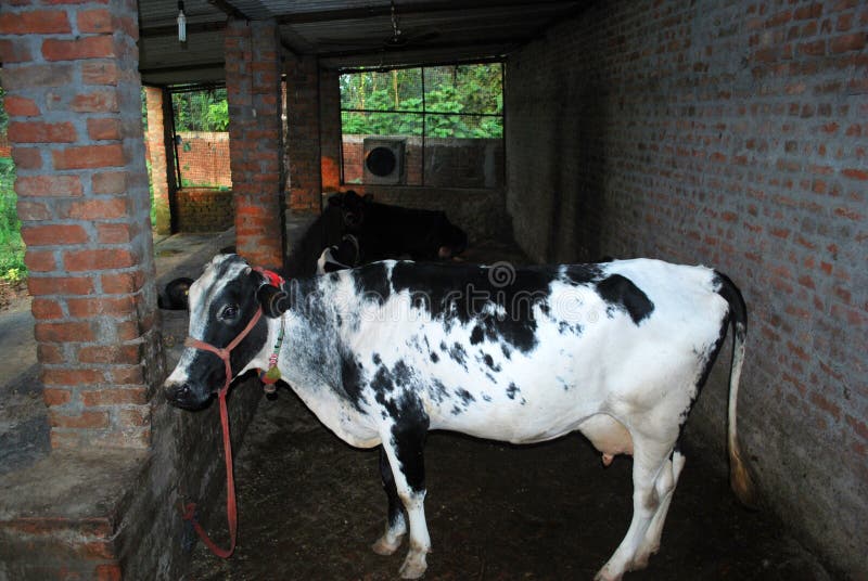 372 Animal Husbandry India Stock Photos - Free & Royalty-Free Stock Photos from Dreamstime 372 Animal Husbandry India Stock Photos - Free & Royalty-Free Stock Photos from Dreamstime
