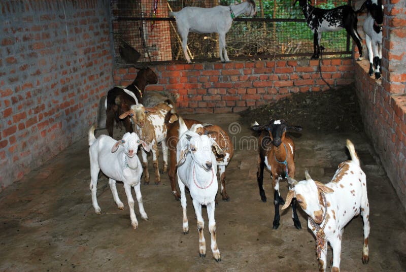 372 Animal Husbandry India Stock Photos - Free & Royalty-Free Stock Photos  from Dreamstime