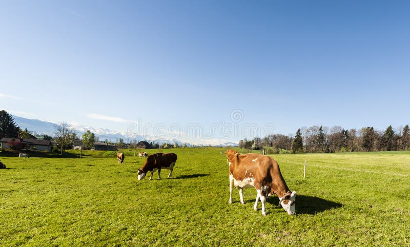 Animal Husbandry in Switzerland Stock Photo - Image of herd, cattle:  115640092
