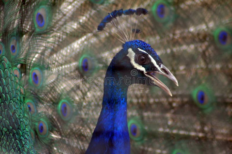 A indian blue peafowl (pavo cristatus) with its feathers fanned in the background. A indian blue peafowl (pavo cristatus) with its feathers fanned in the background.