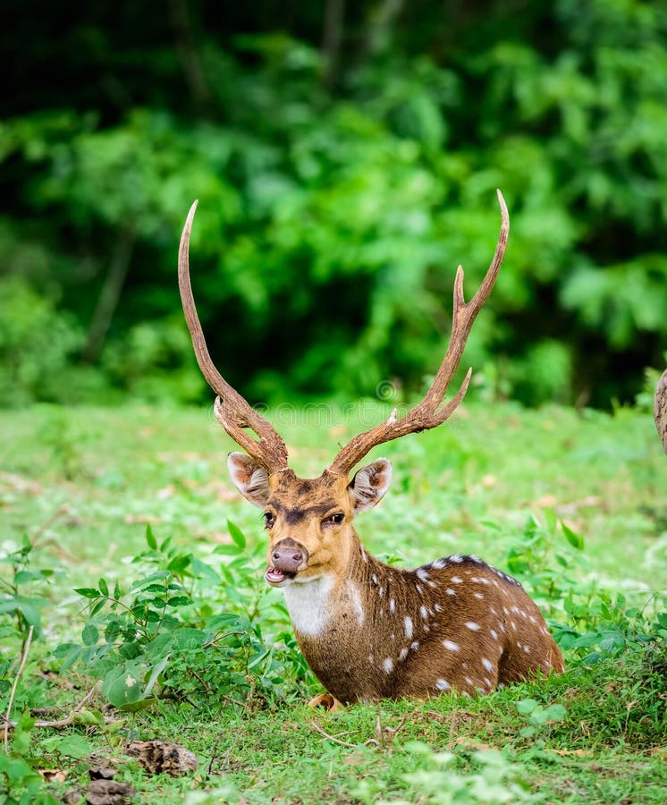 Animal, Indian Spotted Deer, Axis Axis in the Wild with Copy Space