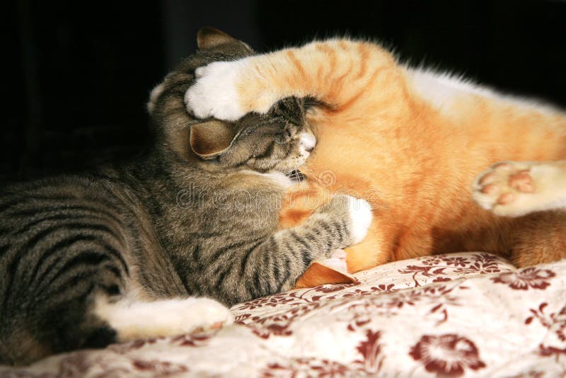 Animal instinct stock photo. Image of grey, cuddly, hunting - 34057238 Animal instinct stock photo. Image of grey, cuddly, hunting - 34057238