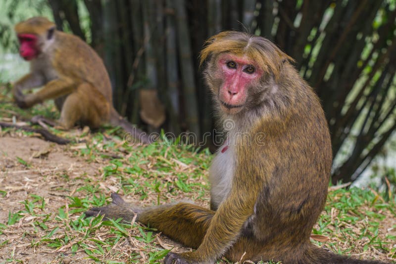 Animal interessado de Ásia Sri Lanka do macaco