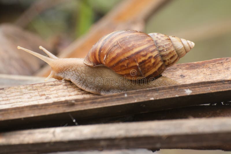  Animal lent  image stock Image du animal  jardin 