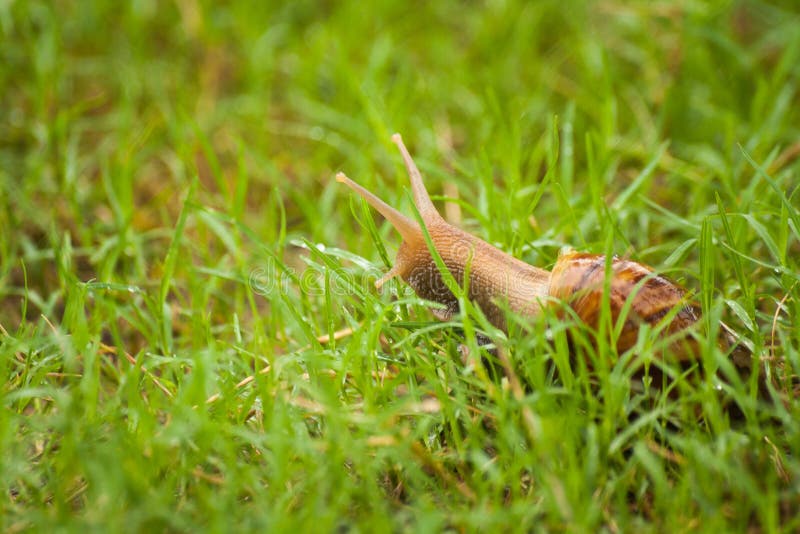  Animal lent  image stock Image du animal  jardin 