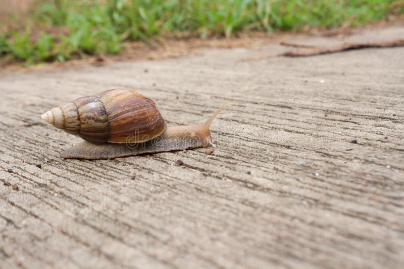  Animal lent  image stock Image du animal  jardin 