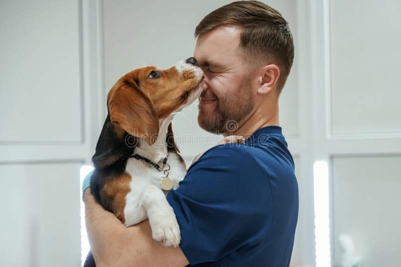 Animal is licking, kissing the man, cute. Male veterinarian is working with beagle dog in the clinic stock photography