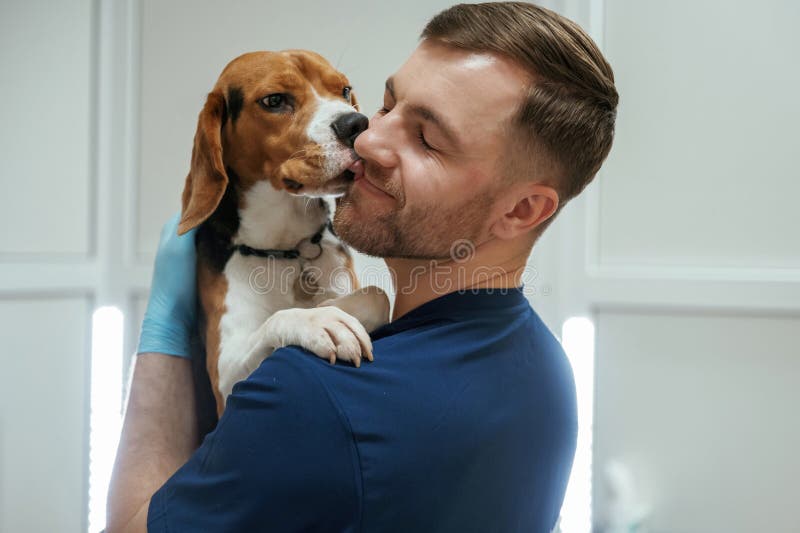 Animal is licking, kissing the man, cute. Male veterinarian is working with beagle dog in the clinic royalty free stock image