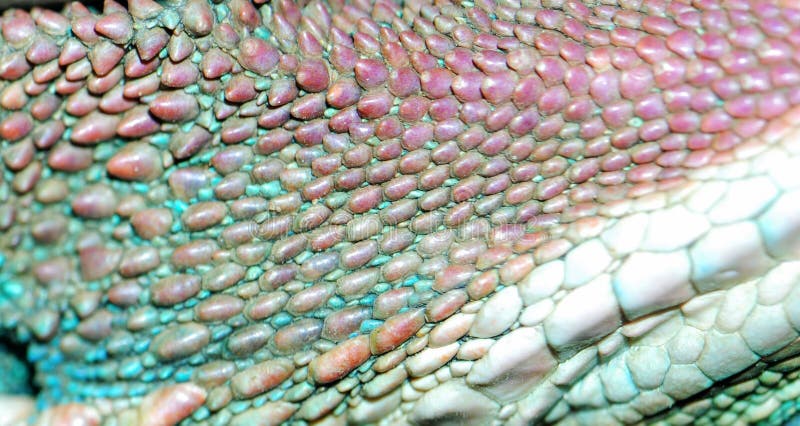 Animal lizard skin texture