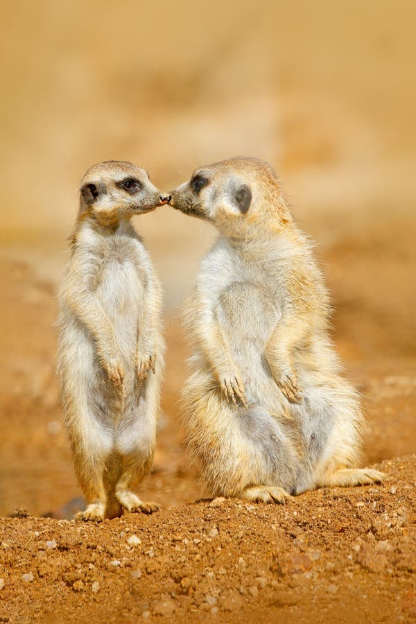 Animal love, kiss in nature. Animal family. Funny image from Africa nature. Cute Meerkat, Suricata suricatta, sitting on the stone