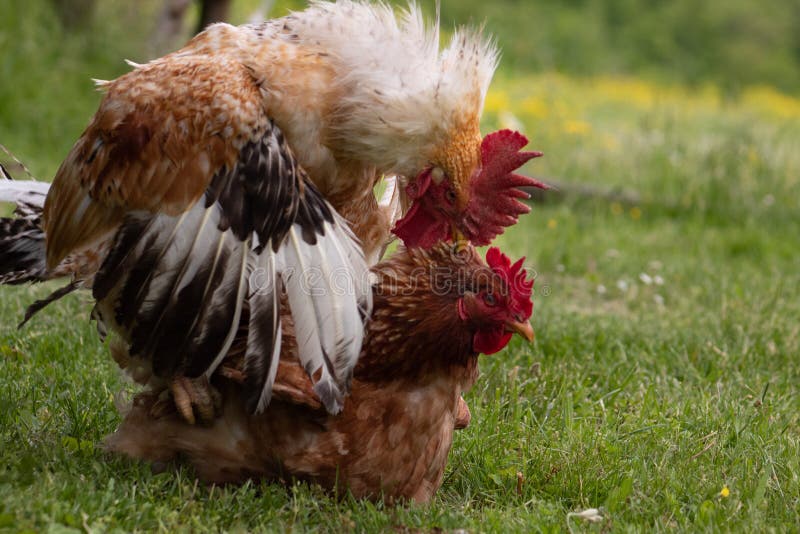 animal-love-story-rooster-hen-passionately-mating-portrait-beautiful-male-cock-red-crest-living-free-range-147055399.jpg