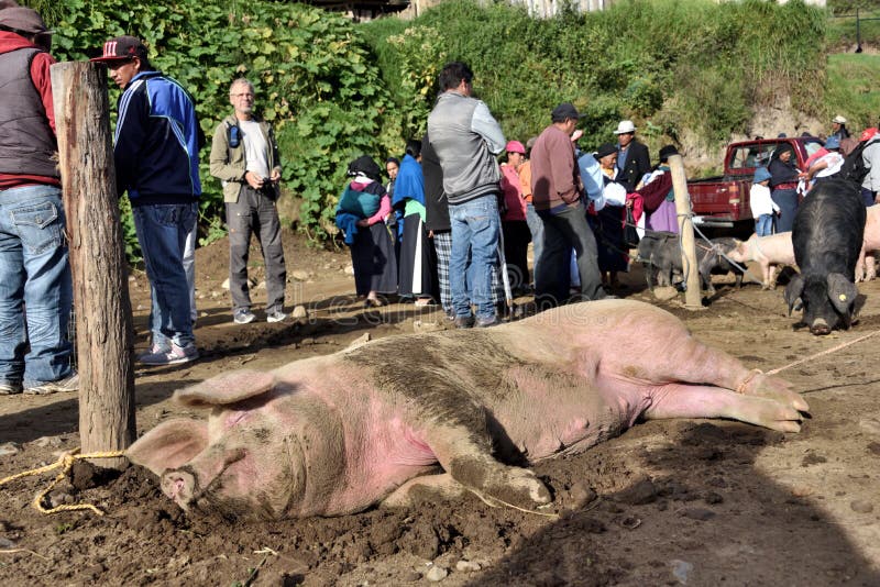 On Saturdays,there is an animal marketMercado de Animales in Otavalo, where local farmers buy and sell their livestock. On Saturdays,there is an animal marketMercado de Animales in Otavalo, where local farmers buy and sell their livestock.