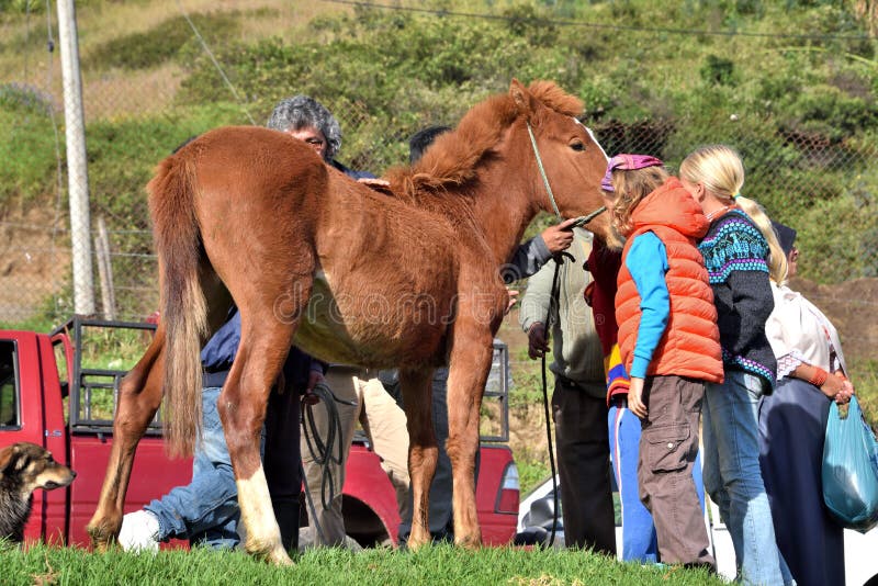 On Saturdays,there is an animal marketMercado de Animales in Otavalo, where local farmers buy and sell their livestock. On Saturdays,there is an animal marketMercado de Animales in Otavalo, where local farmers buy and sell their livestock.