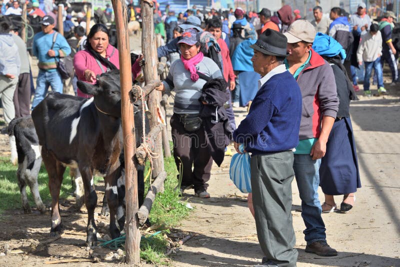 On Saturdays,there is an animal marketMercado de Animales in Otavalo, where local farmers buy and sell their livestock. On Saturdays,there is an animal marketMercado de Animales in Otavalo, where local farmers buy and sell their livestock.