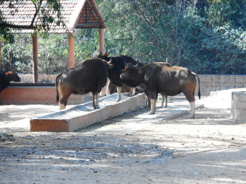 Animal Meeting Stock Images - Download 4,279 Royalty Free Photos