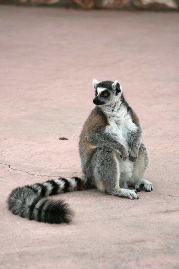 Animal mis en danger exotique - Lemur