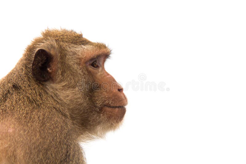 Animal Monkey Isolate White Background Stock Photo - Image of asia, monkeys:  116107504