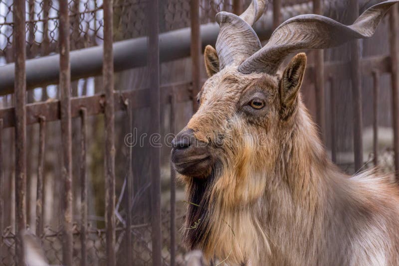 Animal Mountain Goat with Beautiful Horns in a Zoo Portrait Stock Image - Image of portrait, nose: 143832751 Animal Mountain Goat with Beautiful Horns in a Zoo Portrait Stock Image - Image of portrait, nose: 143832751