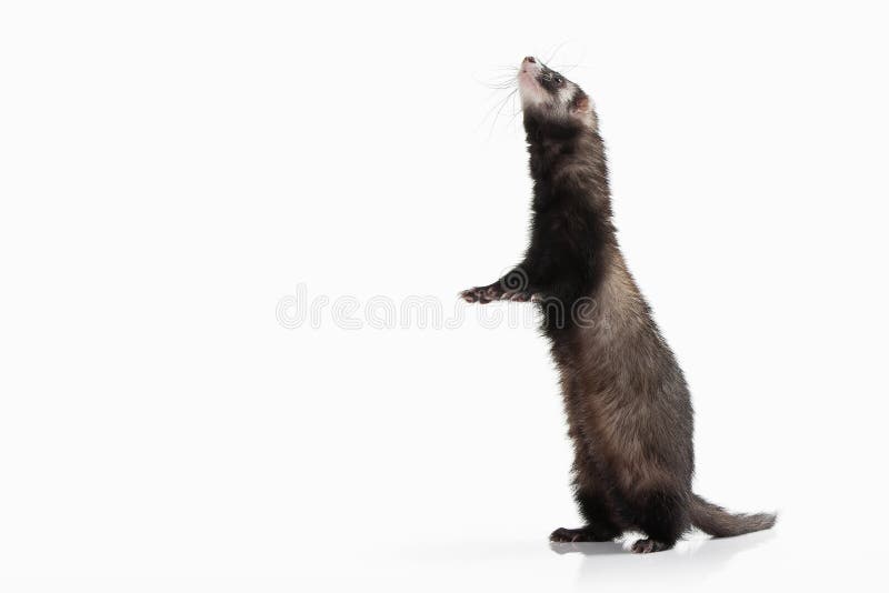 Animal. Old ferret on white background royalty free stock photos Animal. Old ferret on white background royalty free stock photos