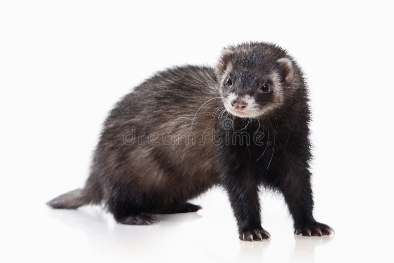 Animal. Old ferret on white background royalty free stock photography Animal. Old ferret on white background royalty free stock photography