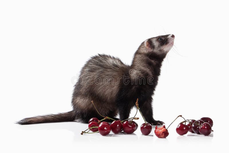 Animal. Old ferret on white background royalty free stock image Animal. Old ferret on white background royalty free stock image