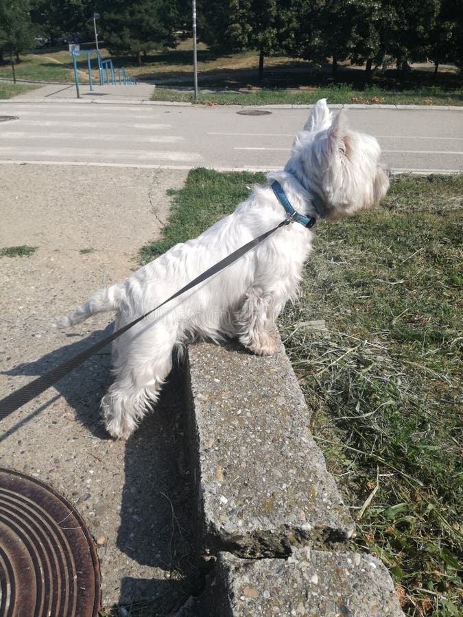 Animal outdoor photo. Attention by white dog royalty free stock image Animal outdoor photo. Attention by white dog royalty free stock image
