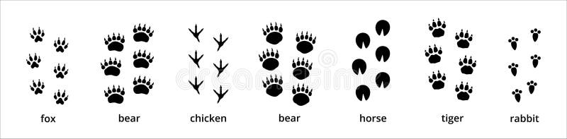 Animal paw and foot print trail. Contains footprint trace of fox, bear, grizzly, chicken, horse, tiger, and rabbit. Vector