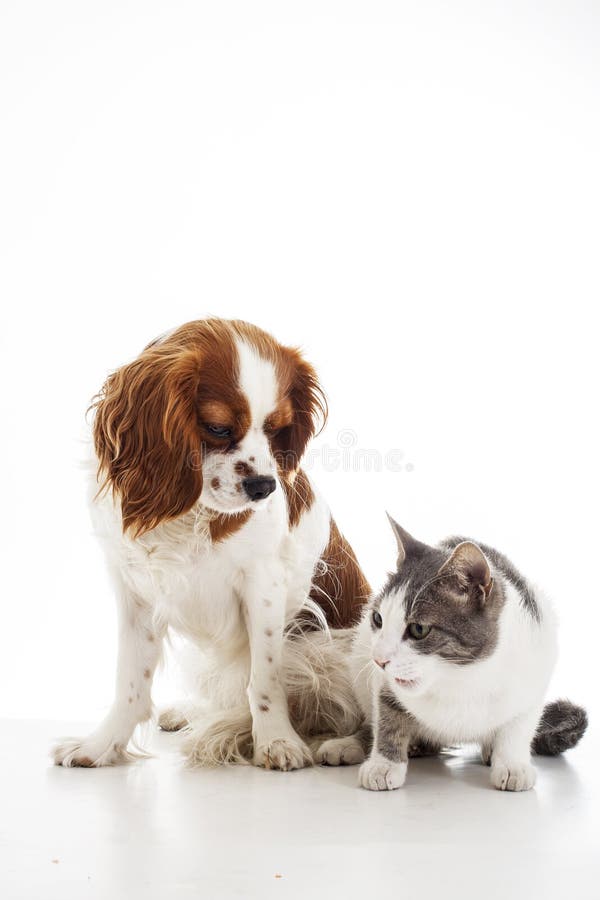 Animal pet friends. Cat and dog friends. Puppy and kitten together on white isolated studio background, royalty free stock images Animal pet friends. Cat and dog friends. Puppy and kitten together on white isolated studio background, royalty free stock images