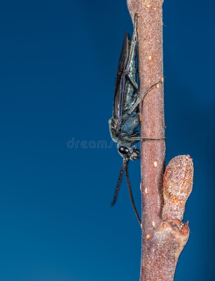 Animal, Photography, Antenna Picture. Image 109902850