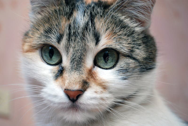 19,120 Beautiful Colorful Cat Photos - Free u0026 Royalty-Free Stock