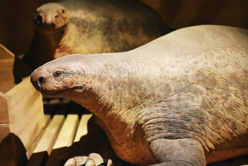 An example of an extinct `kind` on the Ark Encounter in Williamstown, Kentucky. A life-sized replica of Noah`s ark from the Biblical story. This animal represents the extinct synapsid Cotylorhynchus which was one of many strange prehistoric species who had features similar to both mammals and reptiles. An example of an extinct `kind` on the Ark Encounter in Williamstown, Kentucky. A life-sized replica of Noah`s ark from the Biblical story. This animal represents the extinct synapsid Cotylorhynchus which was one of many strange prehistoric species who had features similar to both mammals and reptiles.