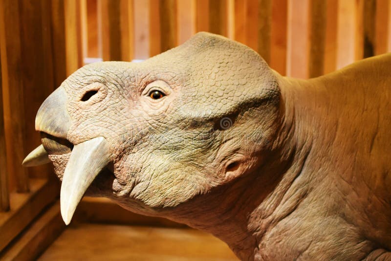 An example of an extinct `kind` on the Ark Encounter in Williamstown, Kentucky. A life-sized replica of Noah`s ark from the Biblical story. This animal represents the extinct Placerias which was one of many strange prehistoric species who had features similar to both mammals and reptiles. An example of an extinct `kind` on the Ark Encounter in Williamstown, Kentucky. A life-sized replica of Noah`s ark from the Biblical story. This animal represents the extinct Placerias which was one of many strange prehistoric species who had features similar to both mammals and reptiles.