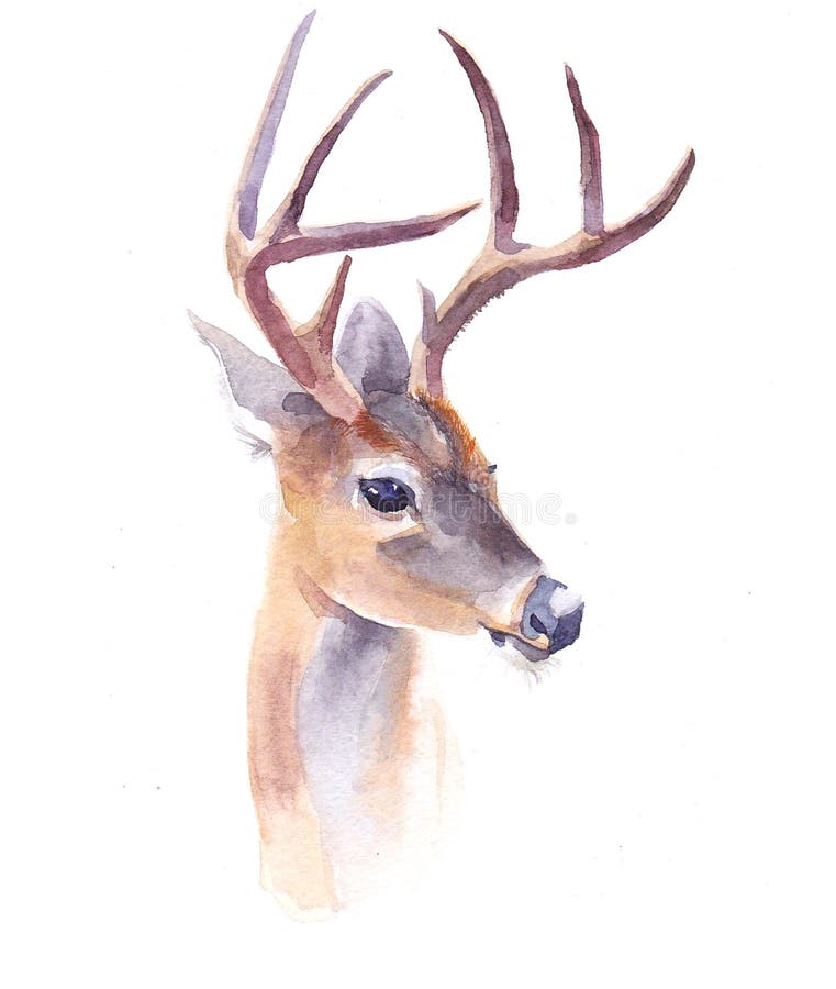 Animal r? aliste de for? t de cerfs communs d'aquarelle d'isolement illustration libre de droits