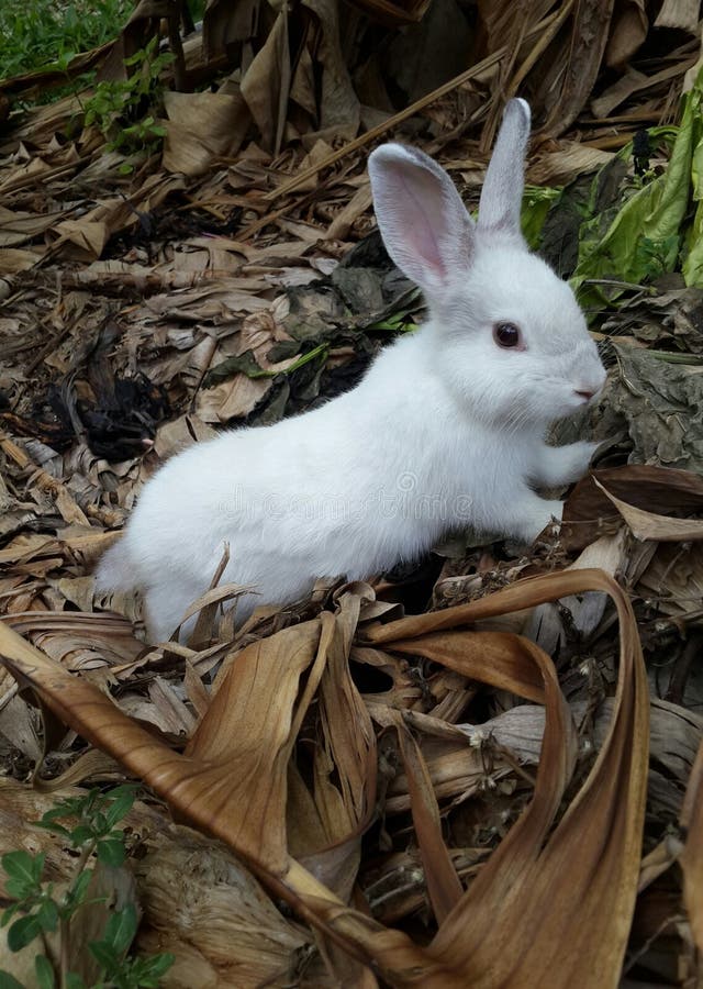 Animal Rabbit White Color Cute Stock Photo - Image of pretty, rabbit ...