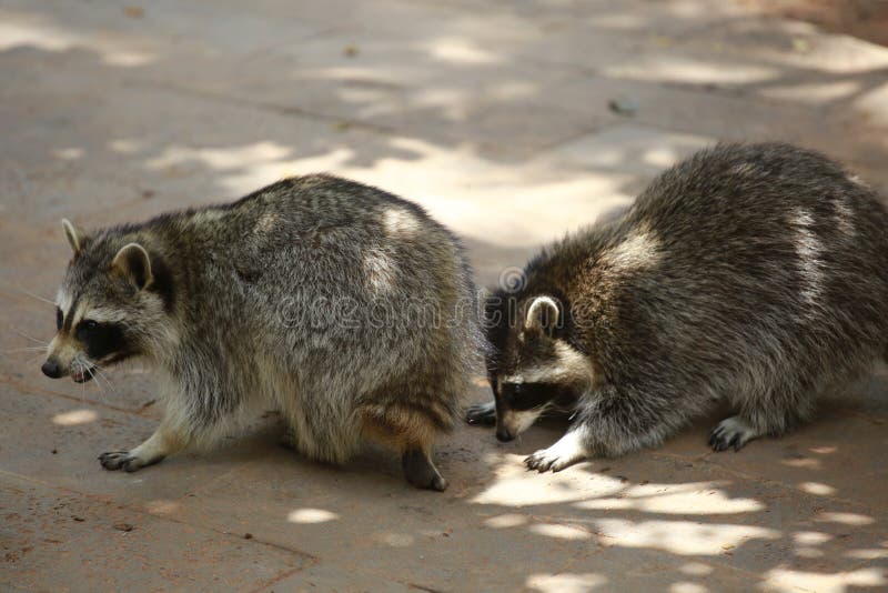 An Animal of the Raccoon Family of the Genus Ursus. from North America, because the Food is Washed in the Water before Eating, Hen Stock Image - Image of north, ursus: 143931445 An Animal of the Raccoon Family of the Genus Ursus. from North America, because the Food is Washed in the Water before Eating, Hen Stock Image - Image of north, ursus: 143931445