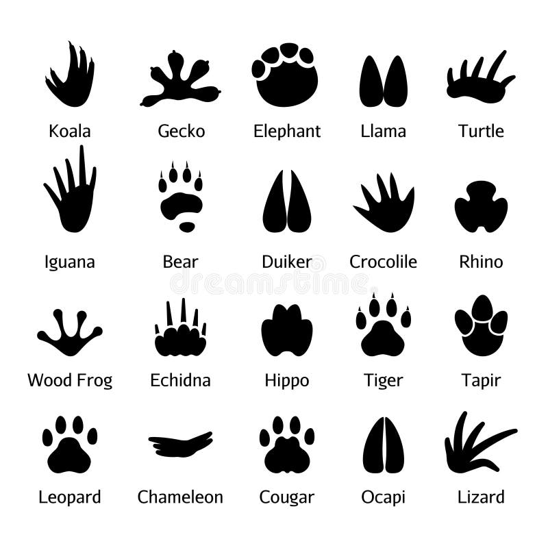 Animal and reptile footprints vector