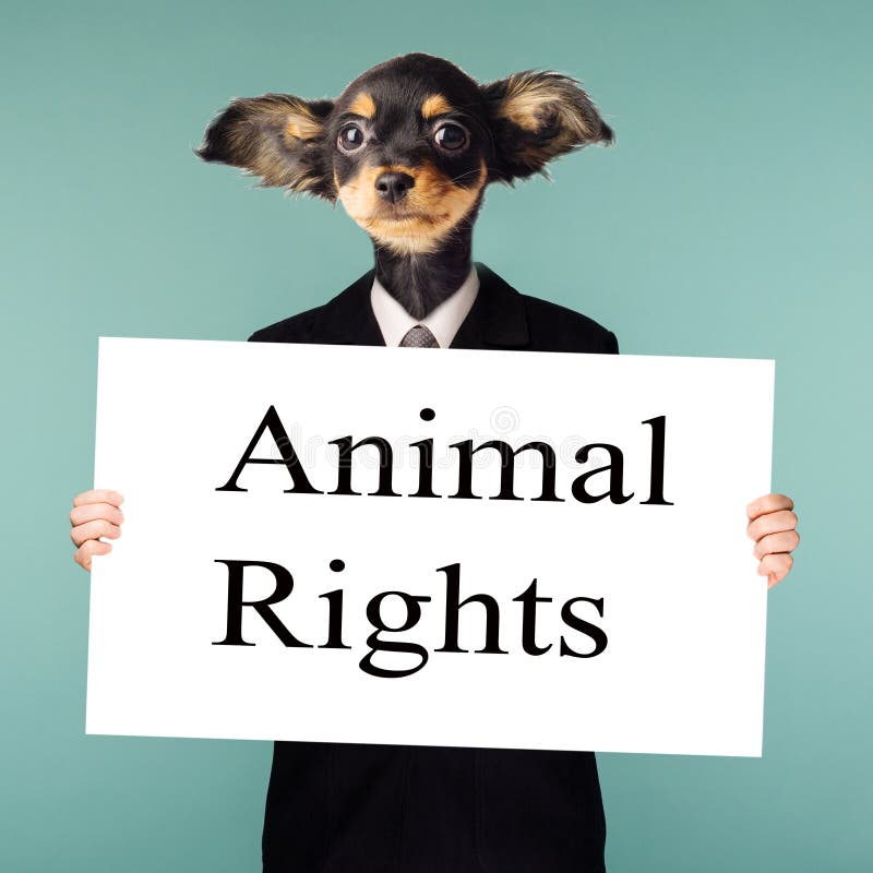Animal rights concept. Collage combining businessman and dog head. The character stands on a blue background and holds in his royalty free stock photos Animal rights concept. Collage combining businessman and dog head. The character stands on a blue background and holds in his royalty free stock photos