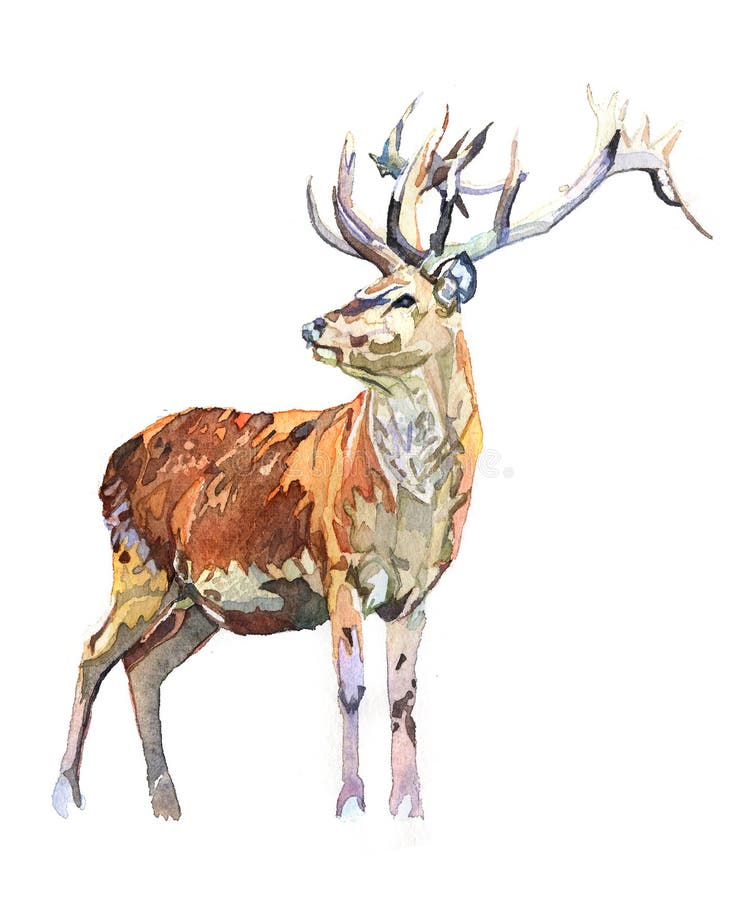 Animal réaliste de forêt de cerfs communs d'aquarelle d'isolement sur un fond blanc illustration stock