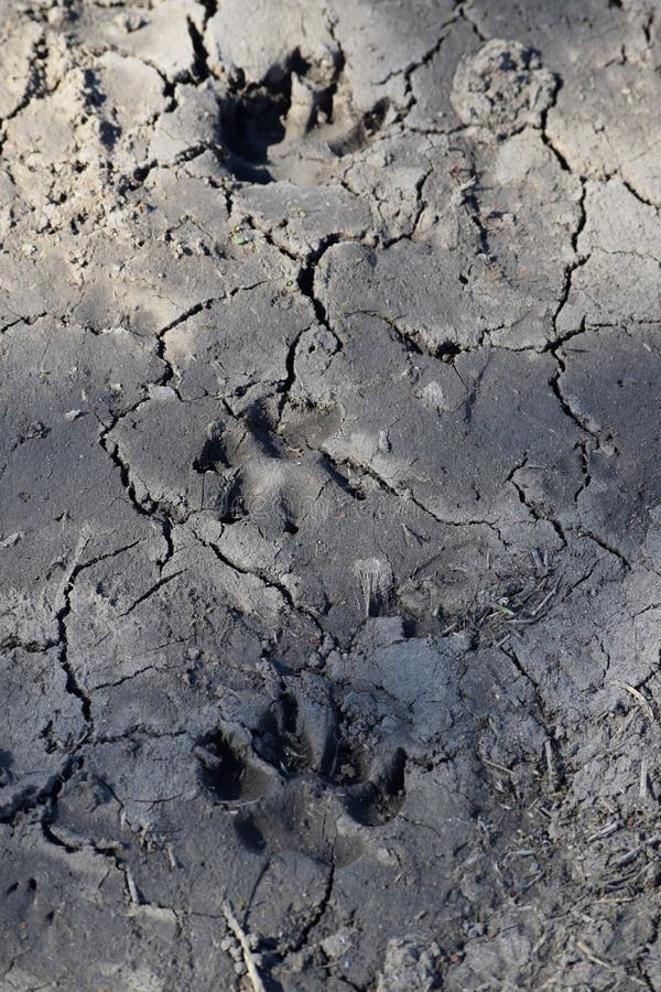 An Animal`s Paw Prints in the Mud Stock Photo - Image of stories