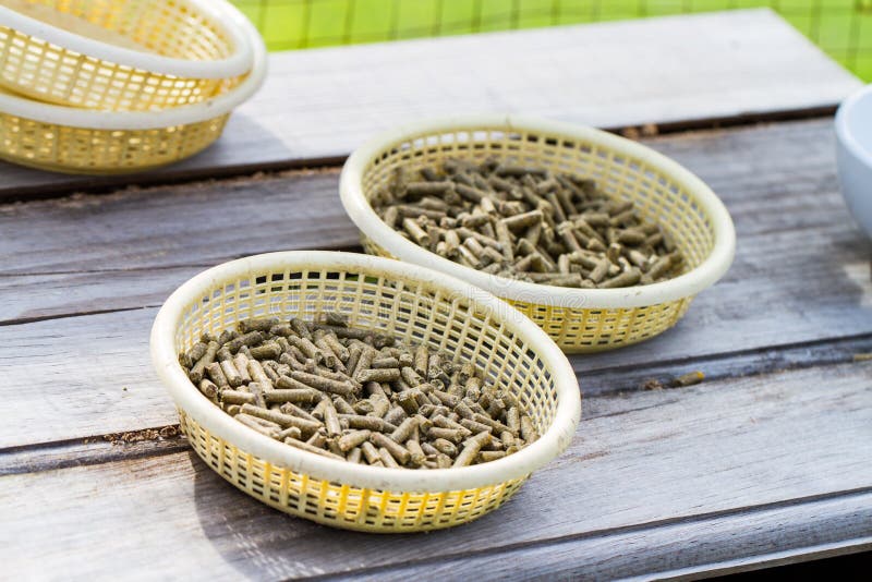 Animal s pellets stock photo. Image of green, give, self 33590484