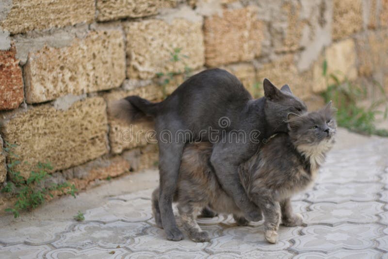 Кот ебет девушку