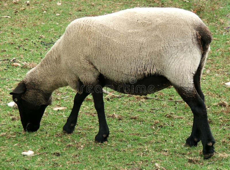Animal sheep stock image. Image of livestock, ovine, bleat 188655