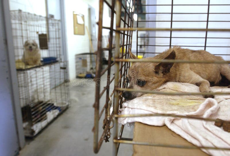 Cute Dog at an Animal Shelter Stock Image Image of euthanasia, fence