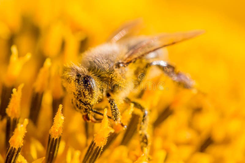 Honey bee covered with yellow pollen collecting sunflower nectar