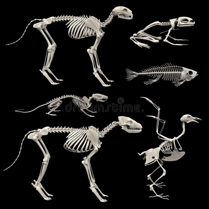 Animal skeletons stock illustration. Illustration of vertebrate - 81663535