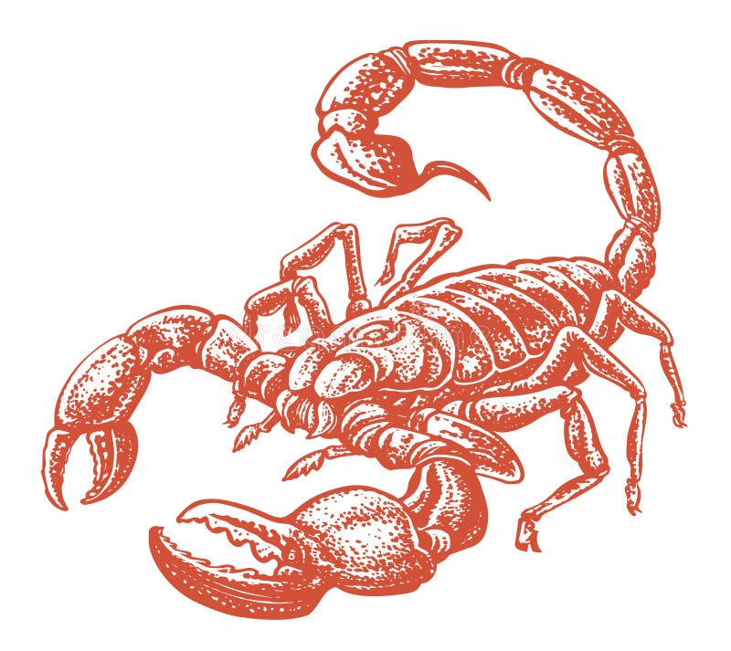 Scorpion arachnid insect isolated. Animal sketch vector illustration vector illustration