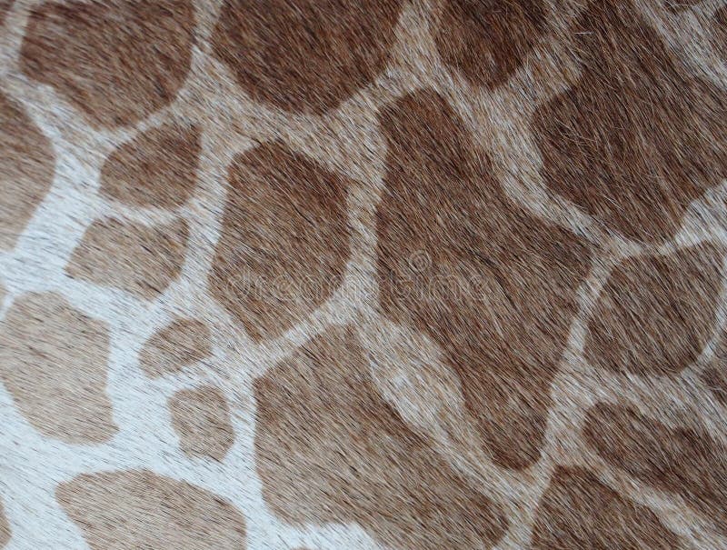 Animal skin stock photo. Image of leather, hairy, brown - 51617266